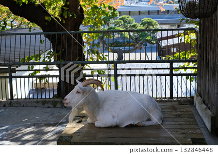函館公園山羊 132846448