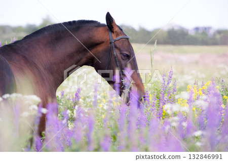 portrait of beautiful bay Akhalteke stallion posing in field around lilac flowers. cloudy day 132846991