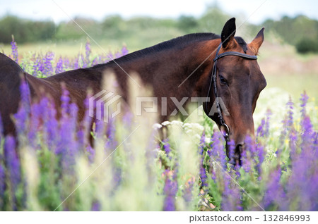 portrait of beautiful bay Akhalteke stallion posing in field around lilac flowers. cloudy day portrait of beautiful bay Akhalteke stallion posing in field around lilac flowers. cloudy day 132846993