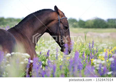 portrait of beautiful bay Akhalteke stallion posing in field around lilac flowers. cloudy day 132847014