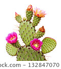 Vibrant prickly pear cactus in full bloom, showcasing beautiful pink flowers on green paddle. Perfect for desert, garden, summer themes 132847070