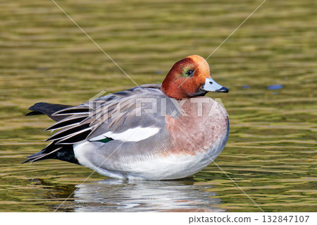 Cute male Wigeon 132847107
