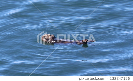 Kiritappu 角的野生海獺 132847136