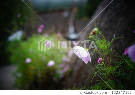 Gokayama Gokayama 132847192