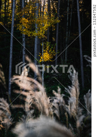 A moment of light [Nagano Prefecture] 132847592