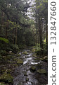 溪流穿過森林 132847660