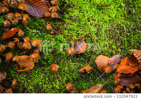蘑菇、苔蘚和落葉 [長野縣] 132847922