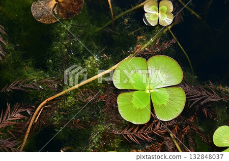 Water clover (Marginaceae) 132848037
