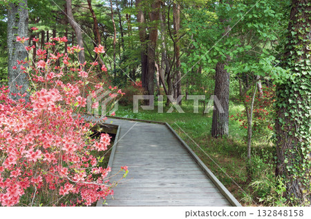 Hitachi Seaside Park, Ibaraki (Memorial Forest Walking Path) 132848158