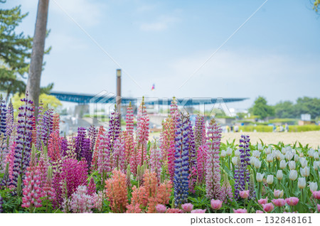 Ibaraki Hitachi Seaside Park 132848161