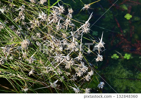 白斑莎草（莎草科） 132848360