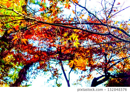 [Image of autumn leaves] Maple leaves turning red 132848376