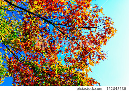 [Autumn leaves image] Bright red autumn leaves and blue sky 132848386