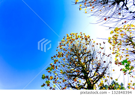 [Image of autumn leaves] A clear blue sky and maple branches with fallen leaves 132848394