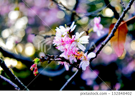 【秋葉圖片】秋葉與十月櫻花 132848402