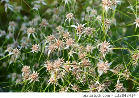 白斑莎草（莎草科） 132848414