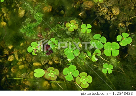 水生三葉草(Marginaceae) 水生三葉草(Marginaceae) 132848428