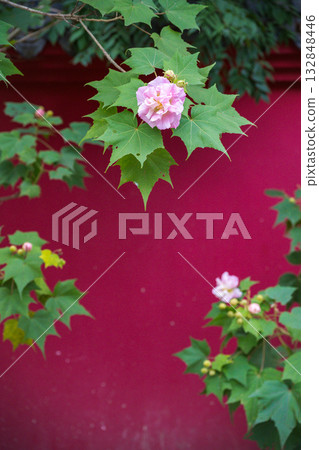 Beautiful blooming flowers against a vivid pink wall 132848446