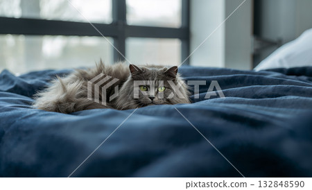 A beautiful fluffy gray cat relaxing on a blue bed in a bright room 132848590