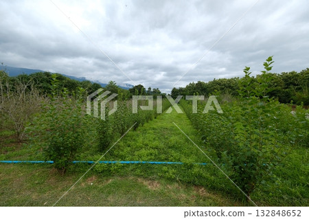 A peaceful mulberry farm with neat rows of green plants, surrounded by trees and mountains under a cloudy sky. Natural agricultural landscape, calm and fresh atmosphere. 132848652