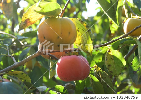 Rendaiji persimmon Rendaiji persimmon 132848759