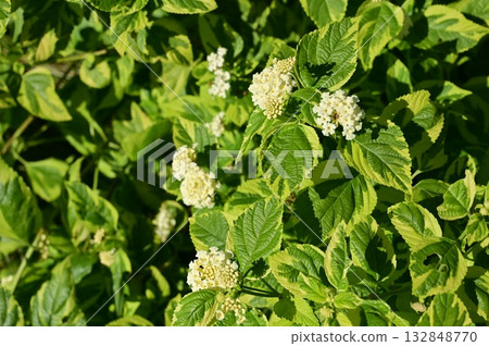 馬纓丹（馬鞭草科）常綠小灌木 132848770