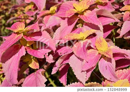 Coleus (Lamiaceae) Cherry Star Coleus (Lamiaceae) Cherry Star 132848999