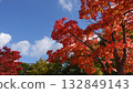 The blue sky stands out against the autumn leaves 132849143