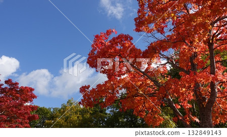 The blue sky stands out against the autumn leaves The blue sky stands out against the autumn leaves 132849143