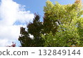 Green trees against the blue sky 132849144