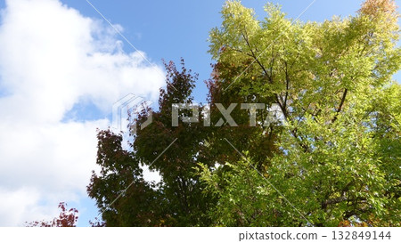 Green trees against the blue sky Green trees against the blue sky 132849144