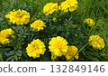 Yellow flower 132849146