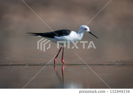 Black-winged stilt crossing calm pond in sunshine 132849156