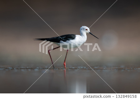 Black-winged stilt in profile crosses calm pond 132849158