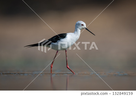Black-winged stilt in profile crosses calm pool Black-winged stilt in profile crosses calm pool 132849159