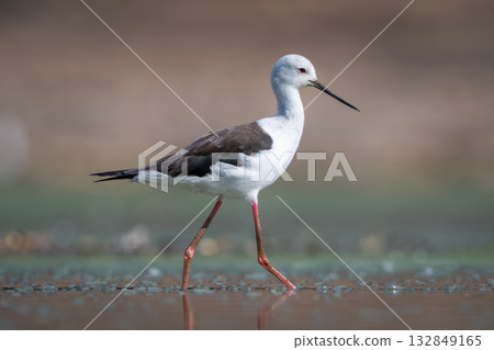 Black-winged stilt in sunshine crossing calm pool 132849165