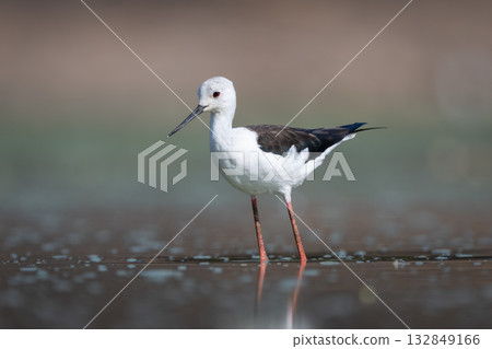 Black-winged stilt in sunshine stands in pool 132849166