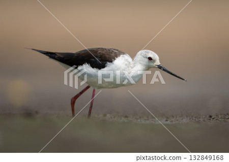 Black-winged stilt leans forward on dry riverbed 132849168