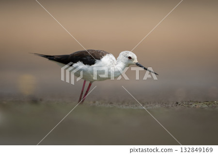 Black-winged stilt on dry riverbed leaning forward 132849169