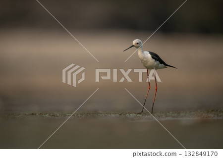 Black-winged stilt on riverbed with muddy legs 132849170