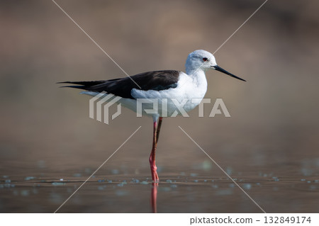Black-winged stilt stands in profile in pool 132849174