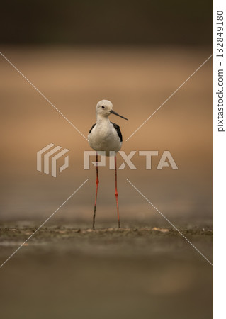 Black-winged stilt stands in riverbed turning head 132849180