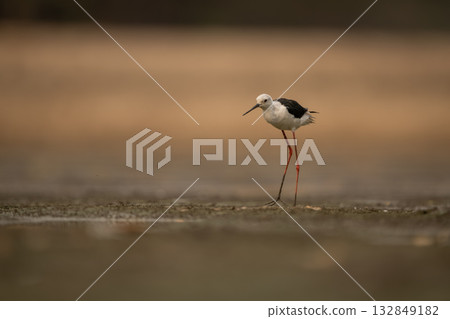 Black-winged stilt stands on mudflats lifting foot 132849182