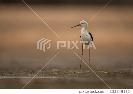 Black-winged stilt stands on mudflats turning head 132849183