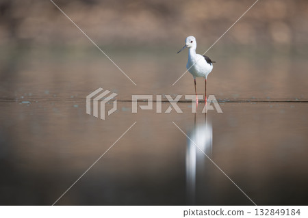 Black-winged stilt stands reflected in still water 132849184