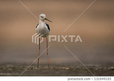 Black-winged stilt turns head standing in riverbed Black-winged stilt turns head standing in riverbed 132849185