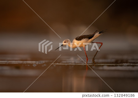 Black-winged stilt wades across pond leaning forward 132849186