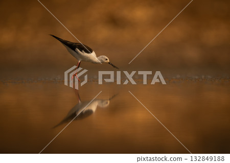 Black-winged stilt wading through pool leaning forward 132849188