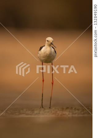Black-winged stilt walks across riverbed lifting foot 132849190