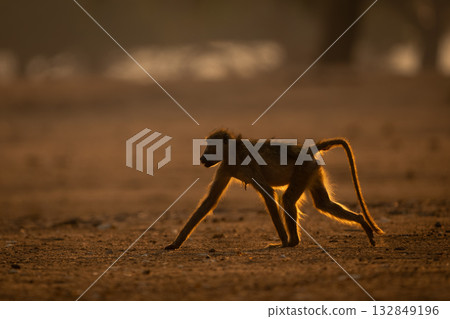 Chacma baboon crosses dry ground in sunshine 132849196